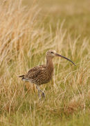 06-4911 Curlew ((Numenius arquata)